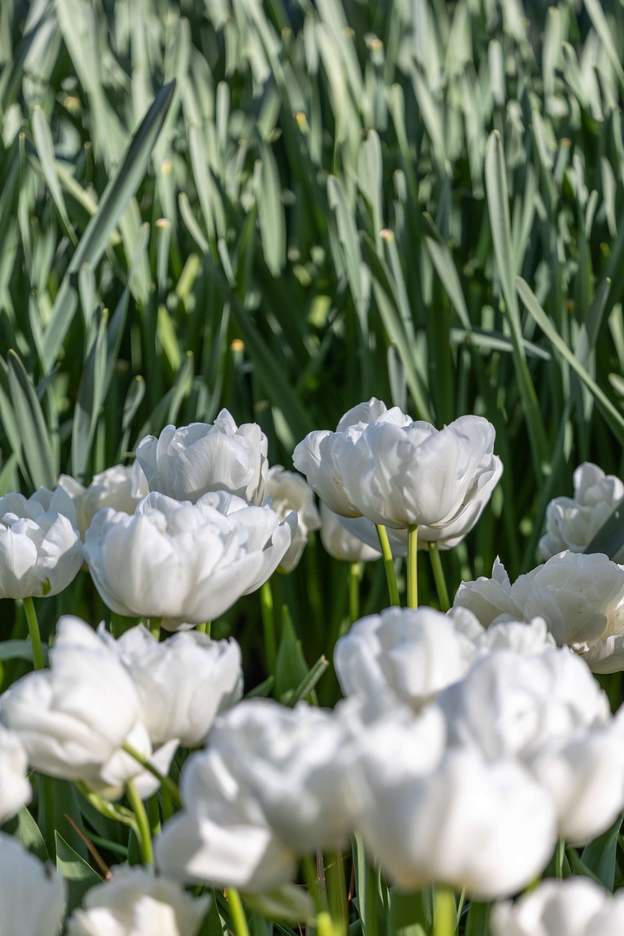 Tulpe 'Mondial'
